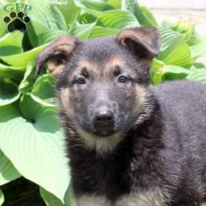 Scooby, German Shepherd Puppy