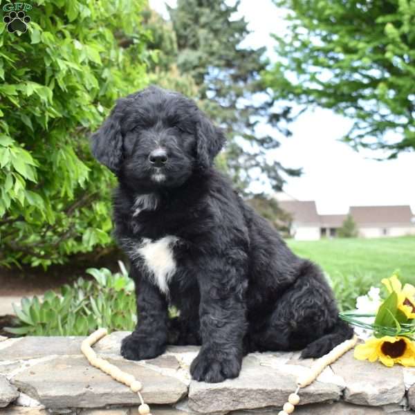 Scoops, Bernedoodle Puppy