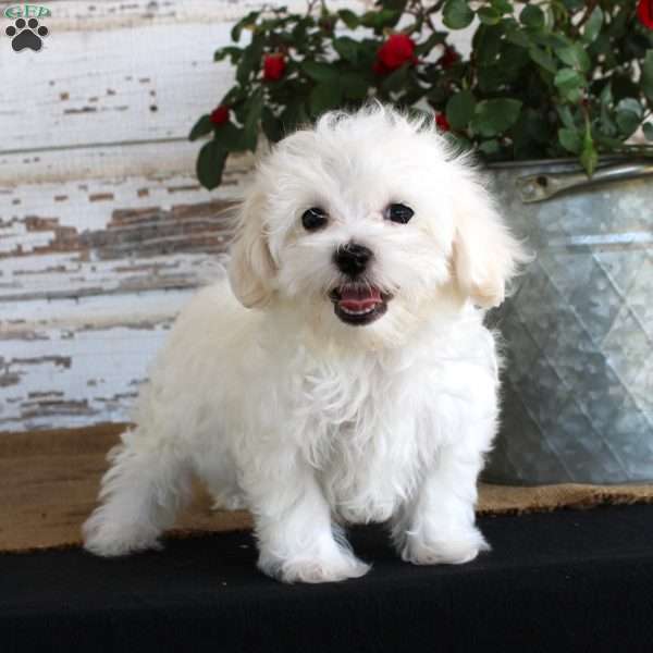 Scotty, Maltese Puppy