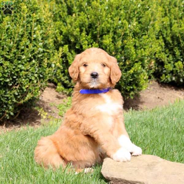 Scout, Goldendoodle Puppy