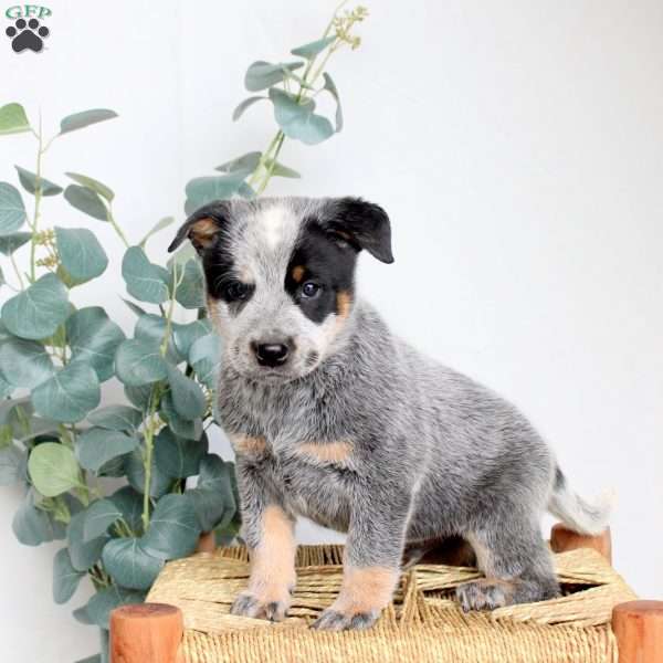 Scout, Blue Heeler – Australian Cattle Dog Puppy