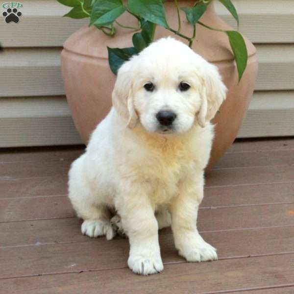 Scout, English Cream Golden Retriever Puppy