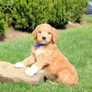 Scout, Goldendoodle Puppy