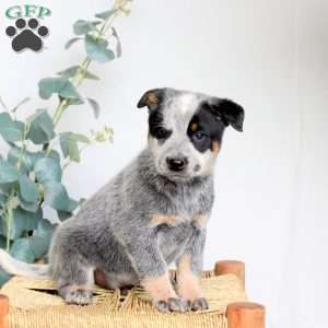 Scout, Blue Heeler – Australian Cattle Dog Puppy