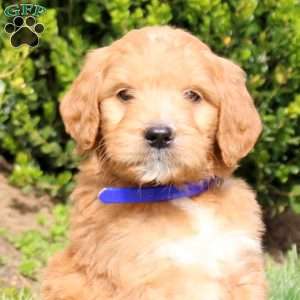 Scout, Goldendoodle Puppy