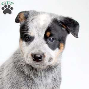 Scout, Blue Heeler – Australian Cattle Dog Puppy