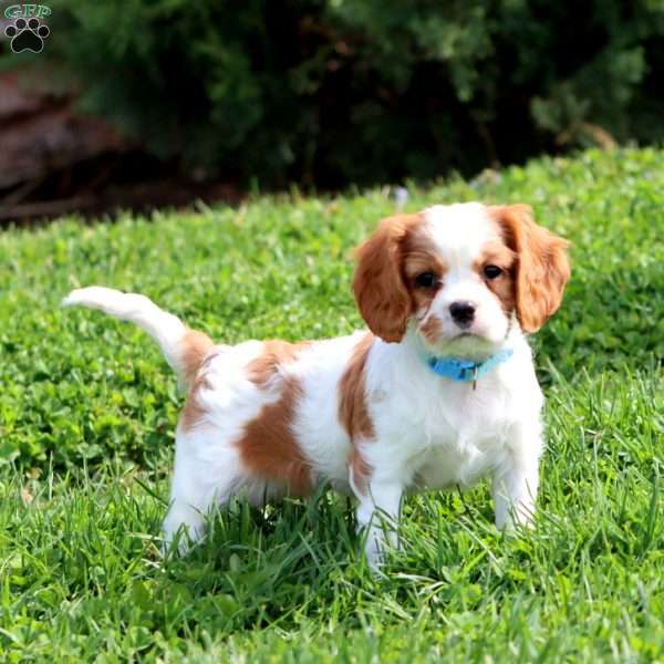 Scout, Cavalier King Charles Spaniel Puppy