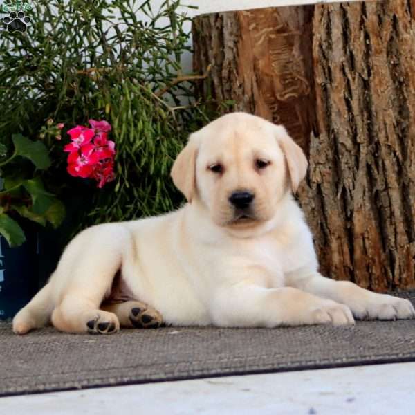 Scout, Yellow Labrador Retriever Puppy