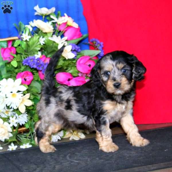 Scout, Cavapoo Puppy