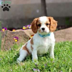 Scout, Cavalier King Charles Spaniel Puppy