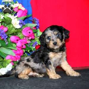 Scout, Cavapoo Puppy