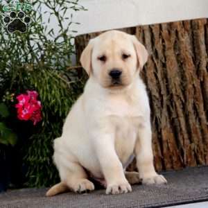 Scout, Yellow Labrador Retriever Puppy