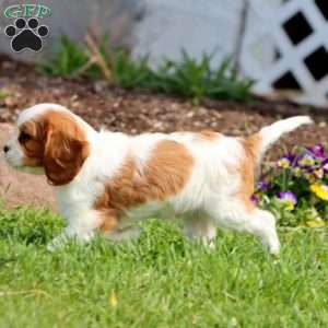Scout, Cavalier King Charles Spaniel Puppy