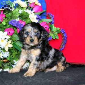 Scout, Cavapoo Puppy