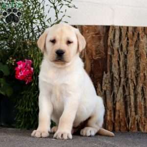 Scout, Yellow Labrador Retriever Puppy