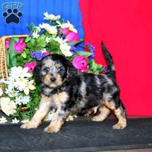Scout, Cavapoo Puppy