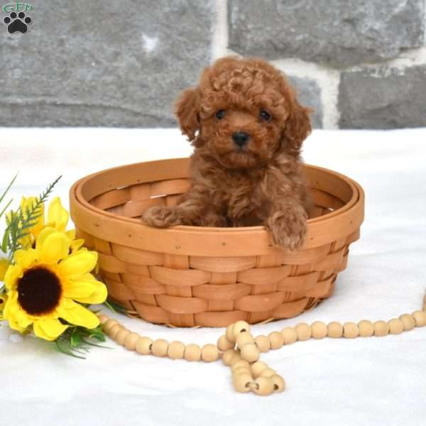 Sebastian, Toy Poodle Puppy