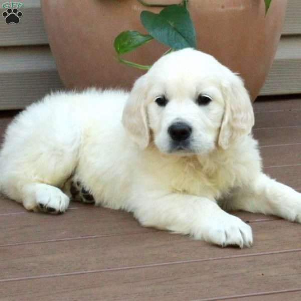 Sebastian, English Cream Golden Retriever Puppy