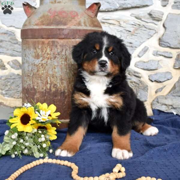 Sedona, Bernese Mountain Dog Puppy