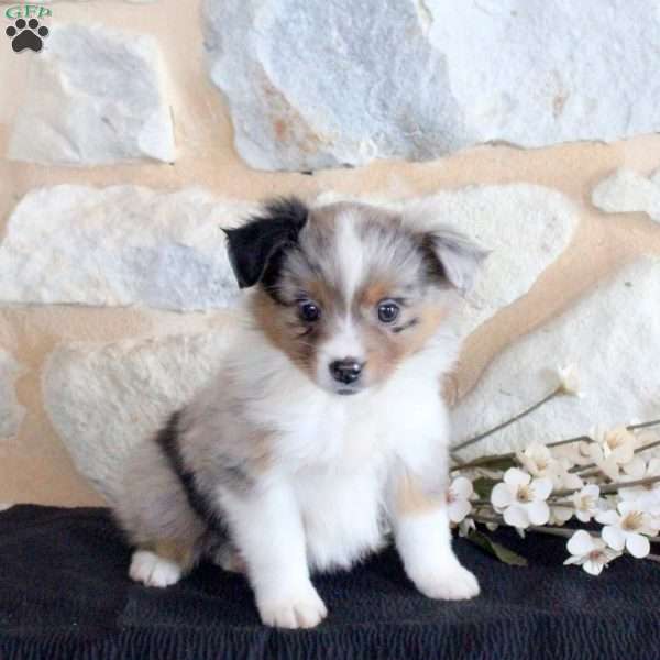 Selah, Miniature Australian Shepherd Puppy