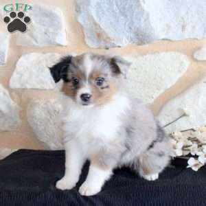 Selah, Miniature Australian Shepherd Puppy