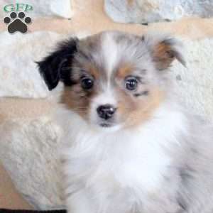 Selah, Miniature Australian Shepherd Puppy