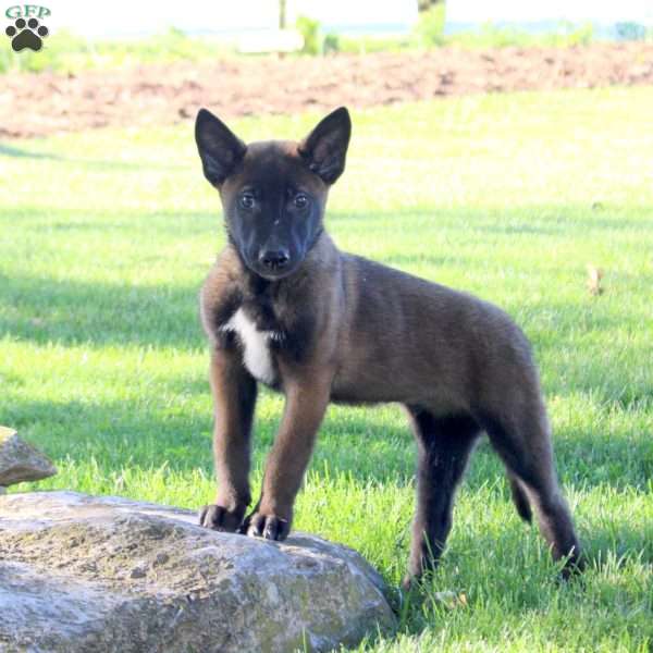 Sergeant, Belgian Malinois Puppy