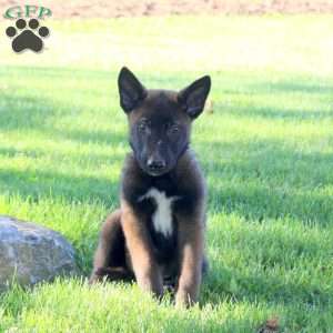 Sergeant, Belgian Malinois Puppy