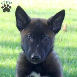 Sergeant, Belgian Malinois Puppy