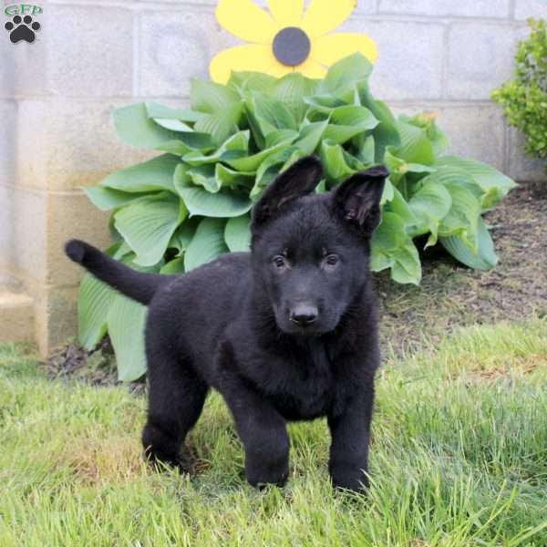Shadow, German Shepherd Puppy