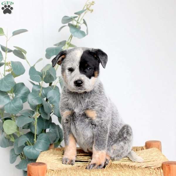 Shadow, Blue Heeler – Australian Cattle Dog Puppy