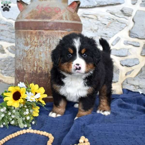Shadow, Bernese Mountain Dog Puppy