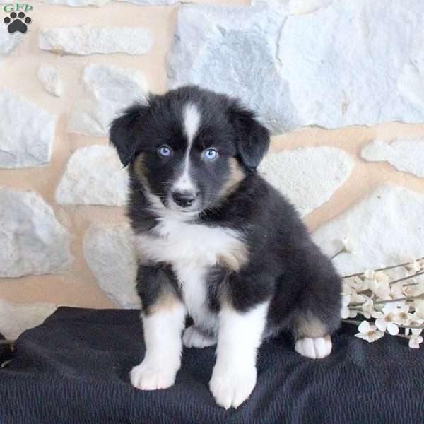 Shadow, Miniature Australian Shepherd Puppy