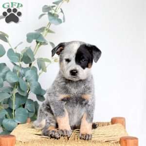 Shadow, Blue Heeler – Australian Cattle Dog Puppy