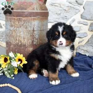 Shadow, Bernese Mountain Dog Puppy
