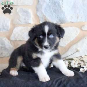 Shadow, Miniature Australian Shepherd Puppy