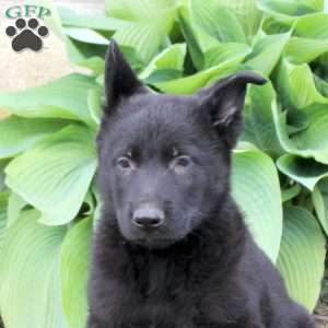 Shadow, German Shepherd Puppy