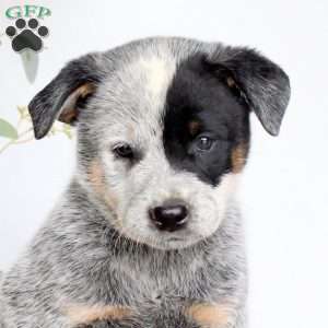 Shadow, Blue Heeler – Australian Cattle Dog Puppy