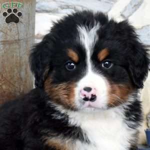 Shadow, Bernese Mountain Dog Puppy