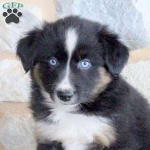 Shadow, Miniature Australian Shepherd Puppy
