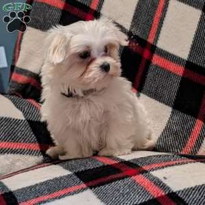 Shadow, Maltese Puppy