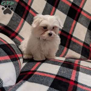 Shadow, Maltese Puppy