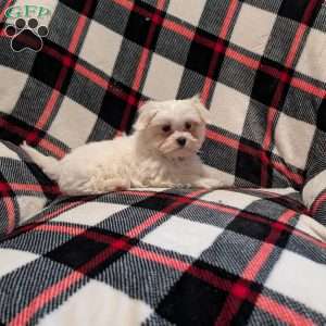 Shadow, Maltese Puppy