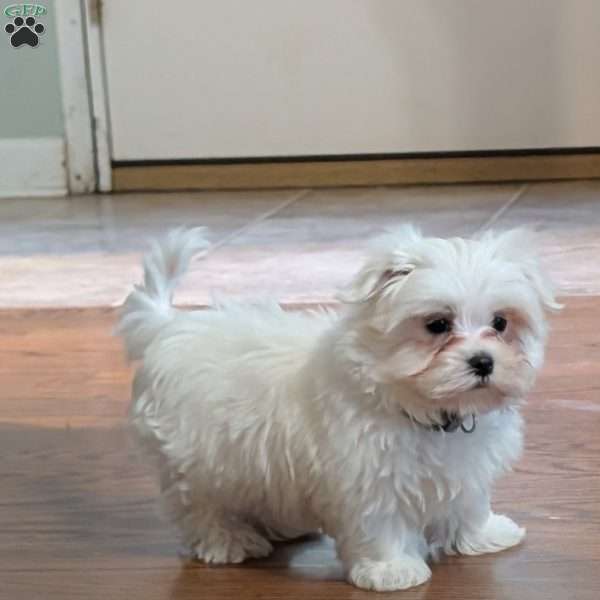 Shadow, Maltese Puppy