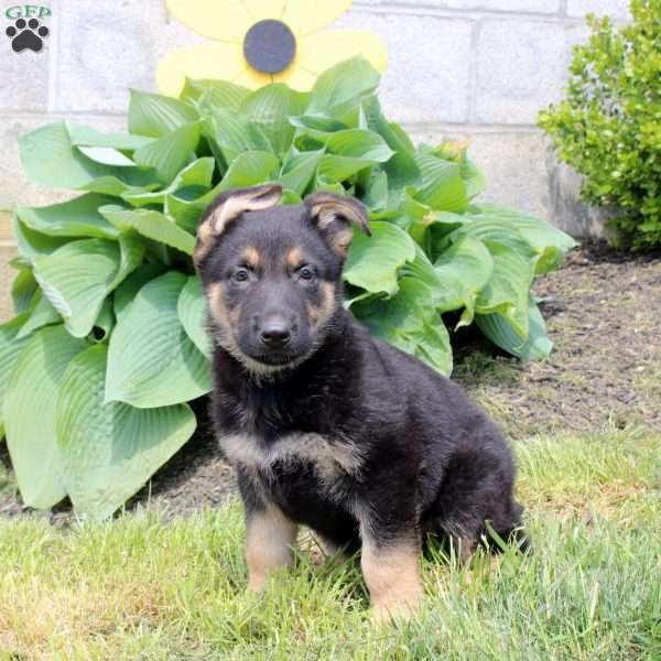 Shaggy, German Shepherd Puppy
