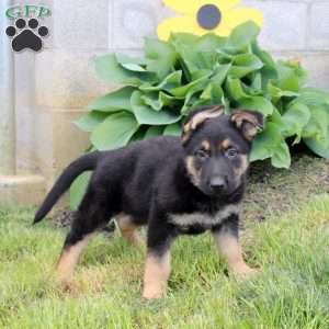 Shaggy, German Shepherd Puppy