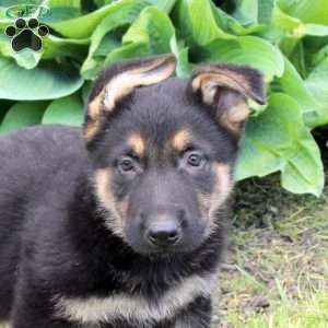 Shaggy, German Shepherd Puppy