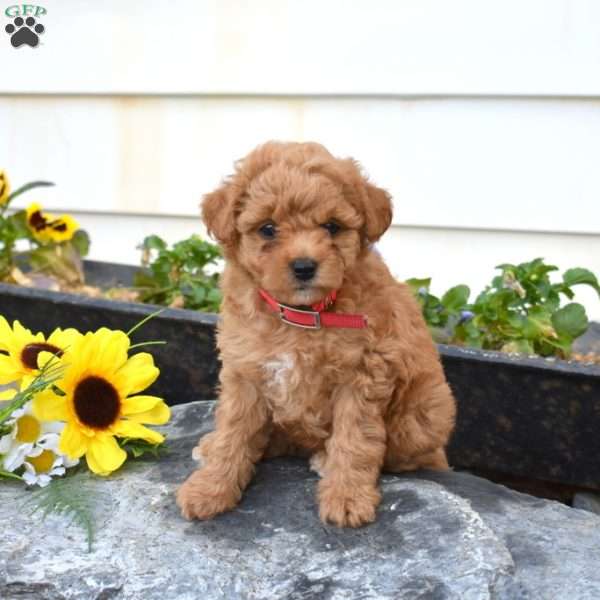 Sharla, Miniature Poodle Puppy