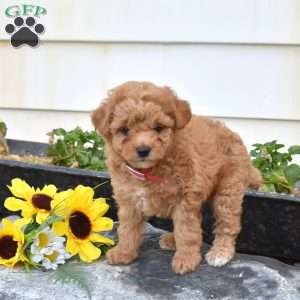 Sharla, Miniature Poodle Puppy