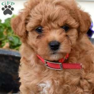 Sharla, Miniature Poodle Puppy
